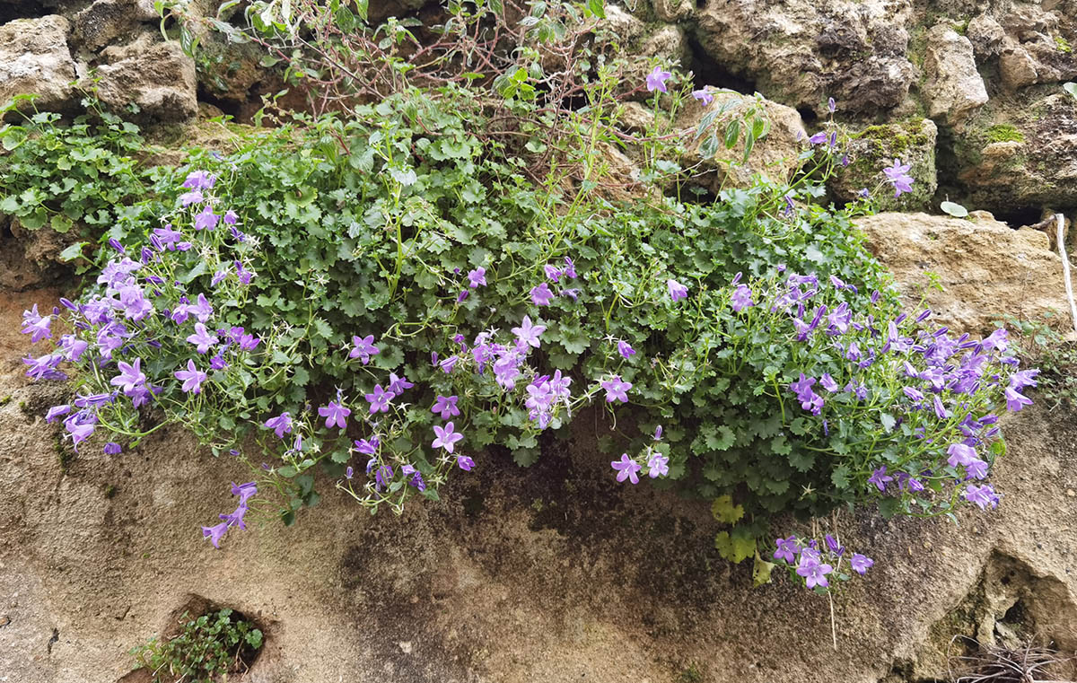Campanula portenschlagiana 3